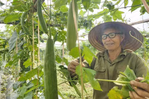 Người dân xã Thanh Tiên, huyện Thanh Chương, tỉnh Nghệ An chăm sóc cây mướp.