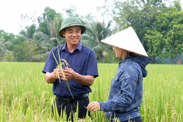 Nhờ được đào tạo, chuyển giao kỹ thuật, người dân TDP Đồng Quán, phường Phổ Yên, tỉnh Thái Nguyên, thu được lúa có năng suất, chất lượng cao.