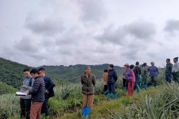 Sau đào tạo, người dân Bạch Đằng nâng cao năng suất, chất lượng dứa thương phẩm.