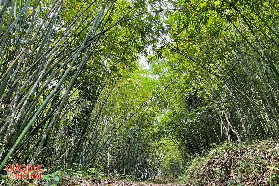 Nhờ có kỹ thuật chăm sóc và thu hoạch, rừng lùng ở Quế Phong đang ngày phát triển xanh tươi.