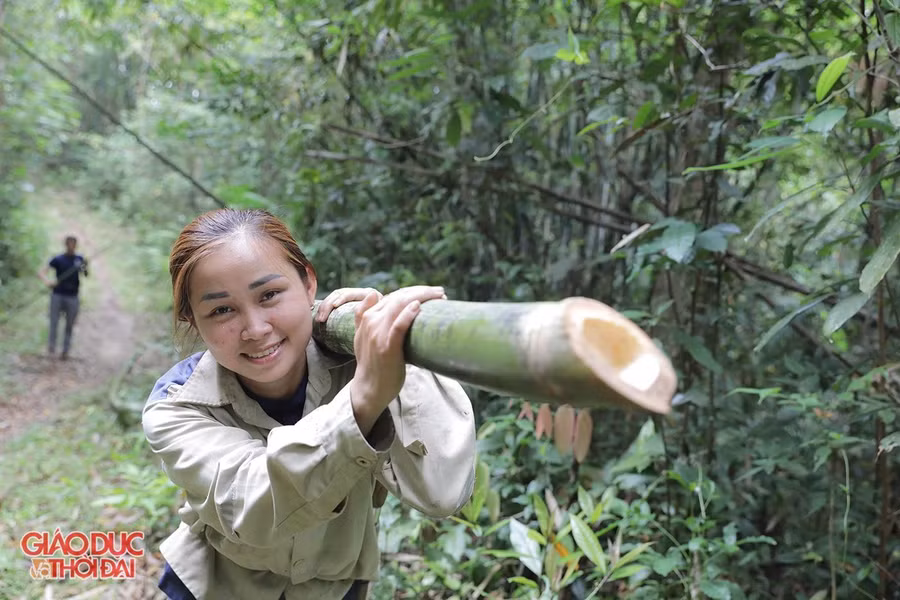 Lùng đang trở thành giống cây xóa đói giảm nghèo của hàng nghìn hộ dân huyện Quế Phong.