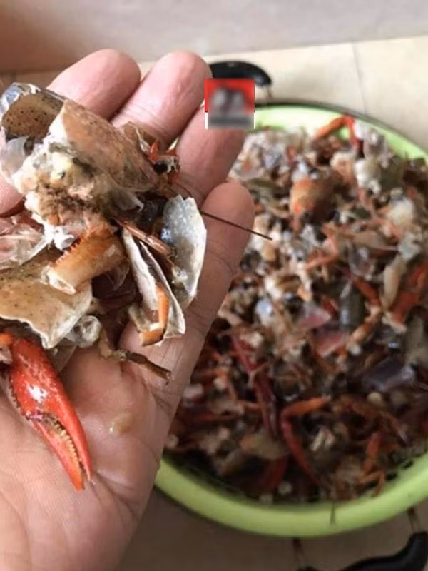 Cách rửa tôm hùm của cặp vợ chồng siêu lười khiến cư dân mạng tan nát cõi lòng
