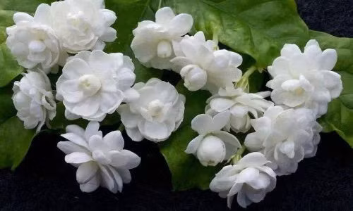 Những loại cây nên trồng giúp ngôi nhà luôn ngát hương thơm ảnh 4