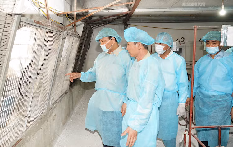 Việt Nam đã tiêu hủy 1,5 triệu con lợn mắc dịch tả châu Phi ảnh 1 Việt Nam đã tiêu huỷ 1,5 triệu con lợn mắc dịch tả châu Phi