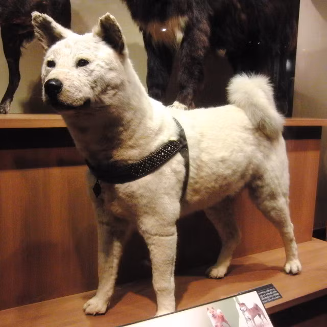 Hachiko trong viện bảo tàng