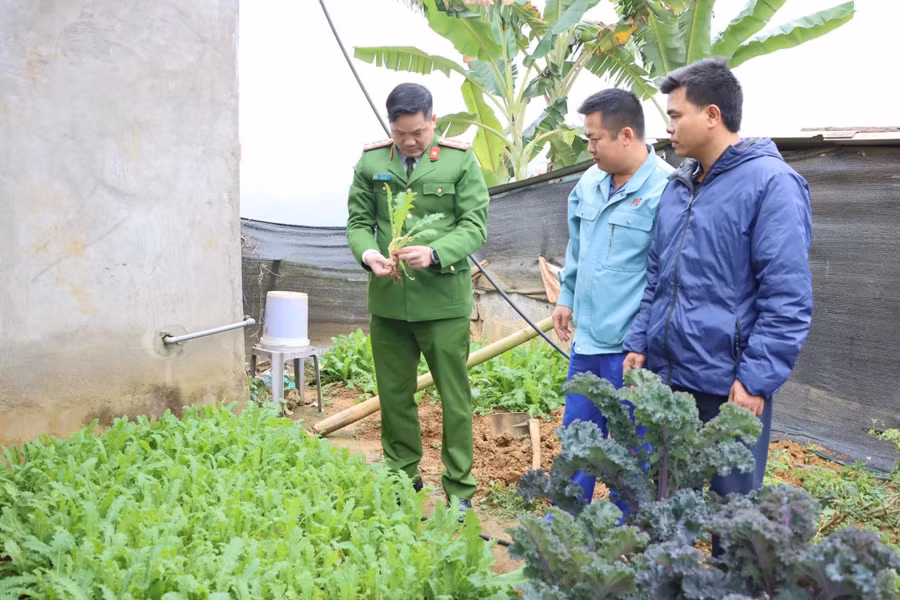 Lực lượng chức năng kiểm đếm cây thuốc phiện. Lực lượng chức năng kiểm đếm cây thuốc phiện.