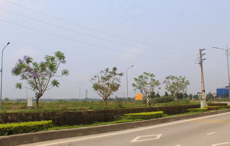Hàng phượng tím được trồng từ xã Hoằng Đạo kéo dài xuống tới Hoằng Tiến. Năm nay, hoa phượng bắt đầu nở rộ so với thời điểm năm ngoái. Ảnh: LT.
