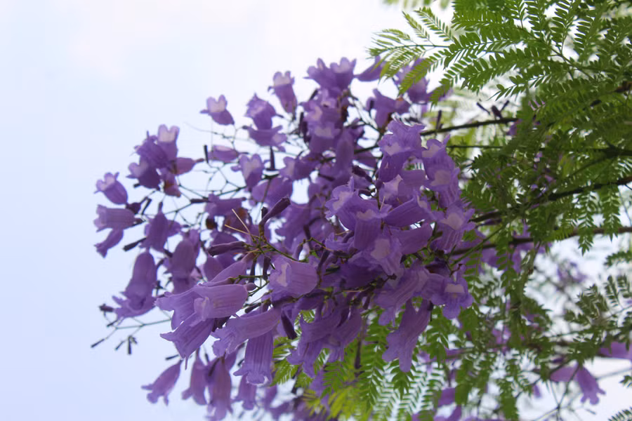 Theo các nguồn tư liệu, phượng tím có nguồn gốc từ Nam Mỹ, tên khoa học là Jacaranda mimosifolia. Đây là cây thân gỗ, cao khoảng 10-15 m, nở hoa màu lam tím, lá kép 2 lần,... Thời điểm tháng 3, tháng 4 hàng năm là lúc phượng tím nở rộ, khoe sắc. Ảnh: LT.