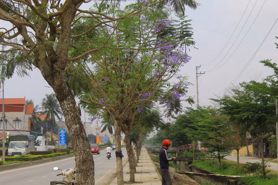 Phượng tím bắt đầu được trồng trên tuyến đường này từ năm 2019, với số lượng khoảng 800 cây. Hiện nay đang được Đội giao thông vận tải Hoằng Hóa tiếp quản. Theo ông Nguyễn Hữu Minh - Phụ trách Đội giao thông vận tải Hoằng Hóa, hàng phượng tím bắt đầu nở hoa từ năm ngoái. Đơn vị thường xuyên chăm bón, tưới nước, cắt tỉa cành và chằng chống bảo vệ cây vào mùa mưa bão. Ảnh: LT.