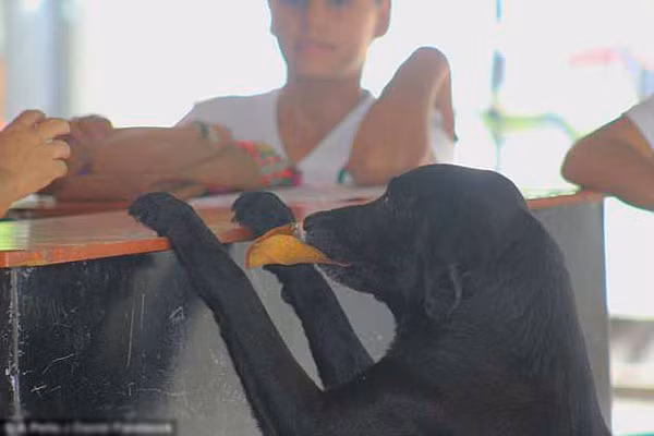 Nergo dùng lá thay tiền để mua bánh ở cửa hàng. Nergo dùng lá thay tiền để mua bánh ở cửa hàng. Ảnh: Dodo.