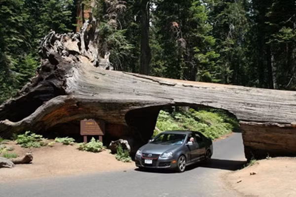 Kỳ lạ những lối đi xuyên thân cây độc nhất vô nhị ở California 