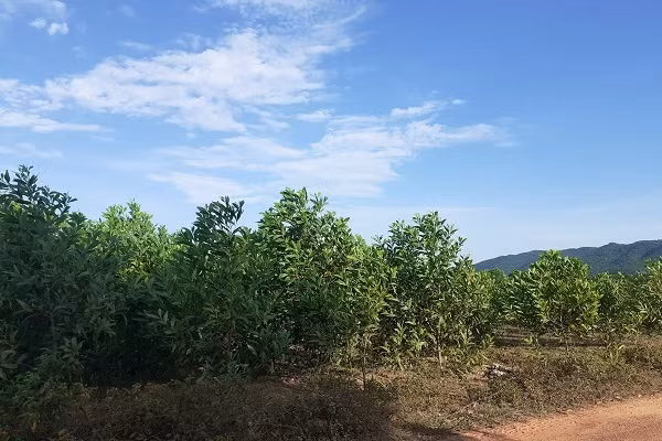 Trại bò nghìn tỷ liên quan ông Trần Bắc Hà giờ thành vườn chuối