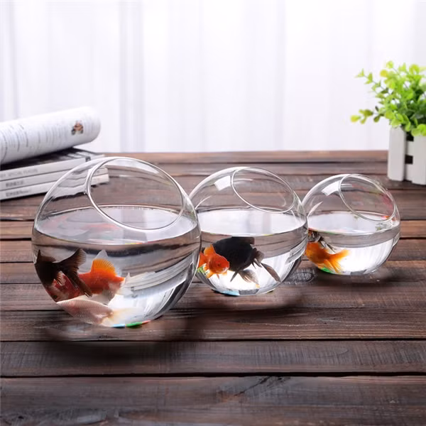 Những bể cá vàng nhỏ tiện dụng để cho thuê.