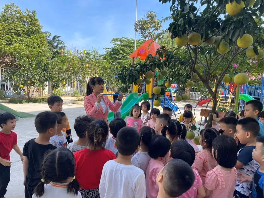 Các bé cùng cô giáo tìm hiểu về cây bưởi - quả bưởi ngay tại vườn trường.