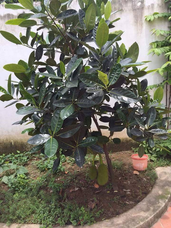 Thân thì bé cỏn con mà đã 