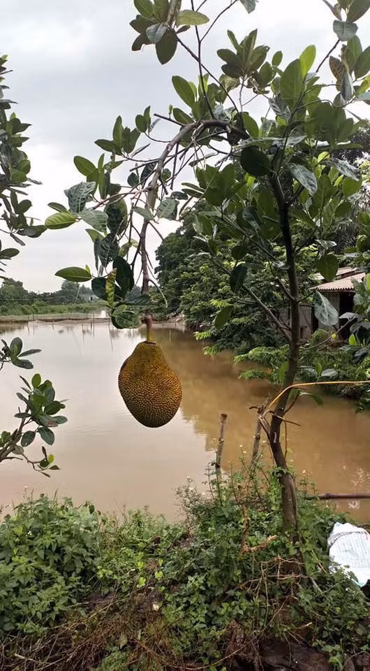 Quả mít đầu mùa trông to phết, không biết ăn có ra gì không? (Ảnh: Hạ Nhã Uyển)