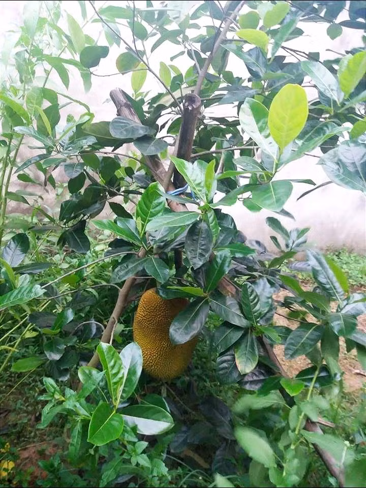 Phải chống đỡ mãi mới mong không đổ cây. (Ảnh: Hà Đenn)