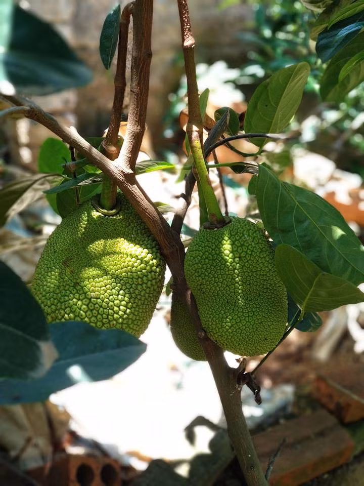 Đồng cảnh ngộ. Trông thân cây bé tẹo mà thương quá. (Ảnh: Nguyễn Đinh Tuấn Anh)