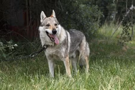 10 loài chó hung hãn và nguy hiểm nhất thế giới ảnh 6 Wolfdog là sự lai tạo của chó nhà thuần chủng và chó sói hoang dã. Những con thú này có bản năng bảo vệ và có thể rất hoang dã với những hành vi không thể lường trước.