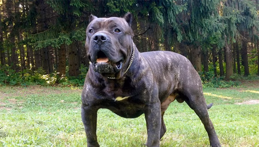 10 loài chó hung hãn và nguy hiểm nhất thế giới ảnh 4 Presa canario (Perro de Presa Canario) có tổ tiên là giống chó hoang sinh sống trên đảo Canary, chúng có thân hình to lớn, ban đầu chúng được nuôi để chăn thả súc vật. Presa là một loài chó chọi, chó chiến, chính vì thế bản năng chiến đấu của nó rất cao. Nếu trong một cuộc chiến không cân sức, có thể chưa đầy 5 phút nó đã kết liễu đối thủ.