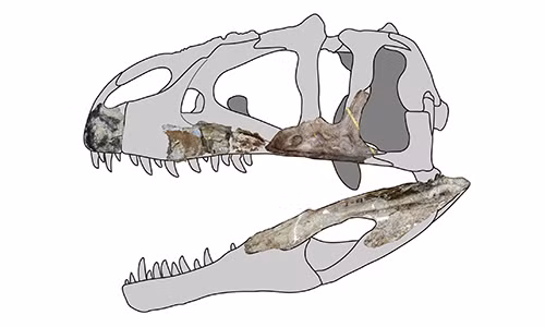 Hộp sọ khủng long Siamraptor suwati. Ảnh: Phys.