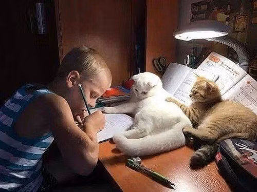 Những giáo viên mèokhó tính.