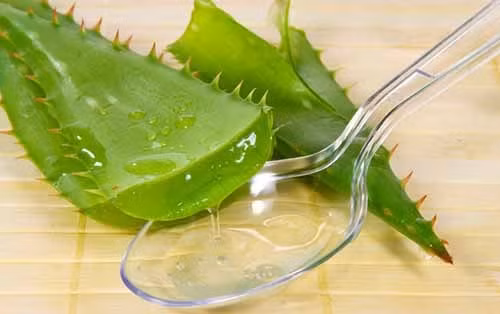 cay-lo-hoi-nha-dam