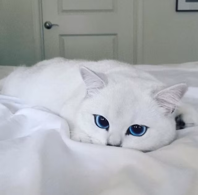 Mỗi bức ảnh của Coby đều thu hút hàng nghìn lượt thích