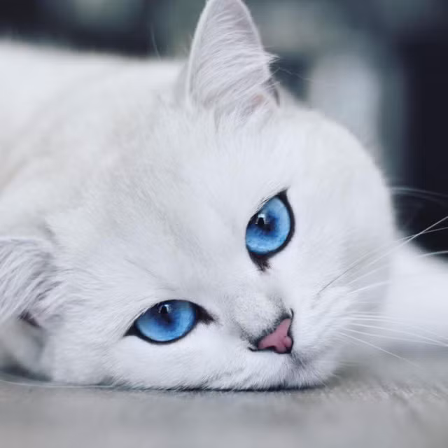 Coby là chú mèo nổi tiếng nhất trên mạng xã hội cho tới hiện nay