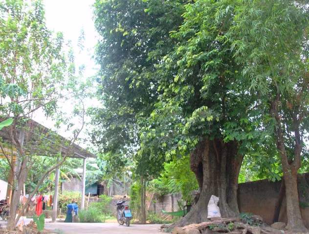 chuyen la lung noi vuon 