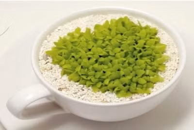 Tự trồng hạt bơ, thanh long làm cây cảnh cực xinh trang trí bàn làm việc ảnh 3