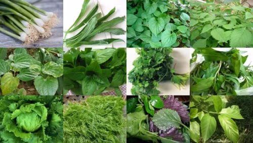 Loại rau mà bà bầu nên kiêng kỵ.