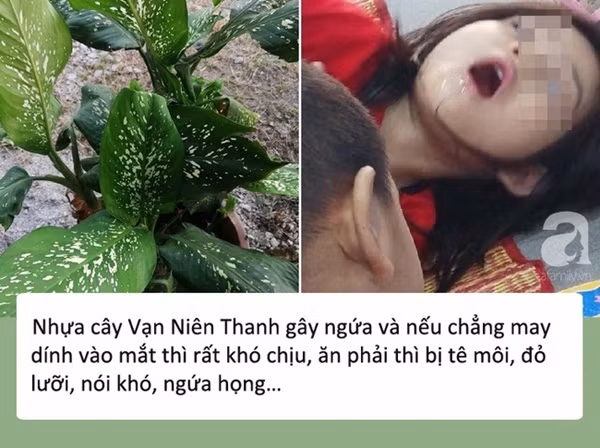 Bé gái 4 tuổi bị co giật, sưng môi, nguy hiểm tính mạng vì cắn phải lá của loại cây mà hầu như nhà nào cũng trồng trong nhà-2