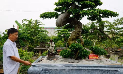 Cây duối hình chữ Tâm là một trong những tác phẩm khiến ông Toàn tự hào nhất. Cây duối hình chữ Tâm là một trong những tác phẩm khiến ông Toàn tự hào nhất. Ảnh: Trọng Nghĩa.