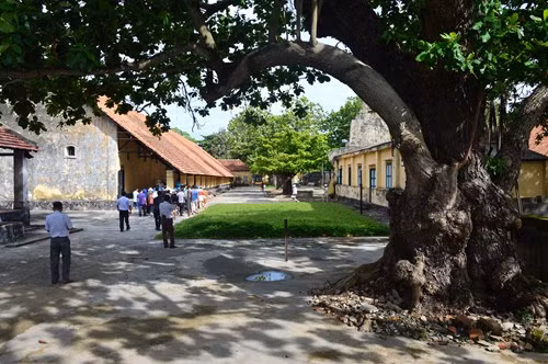 Cây bàng cổ thụ ở nhà tù Côn Đảo