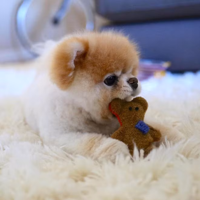 Boo - "Chú chó đáng yêu nhất thế giới" với hơn 16 triệu người theo dõi đã qua đời - Ảnh 5. Boo - "Chú chó đáng yêu nhất thế giới" với hơn 16 triệu người theo dõi đã qua đời - Ảnh 5.