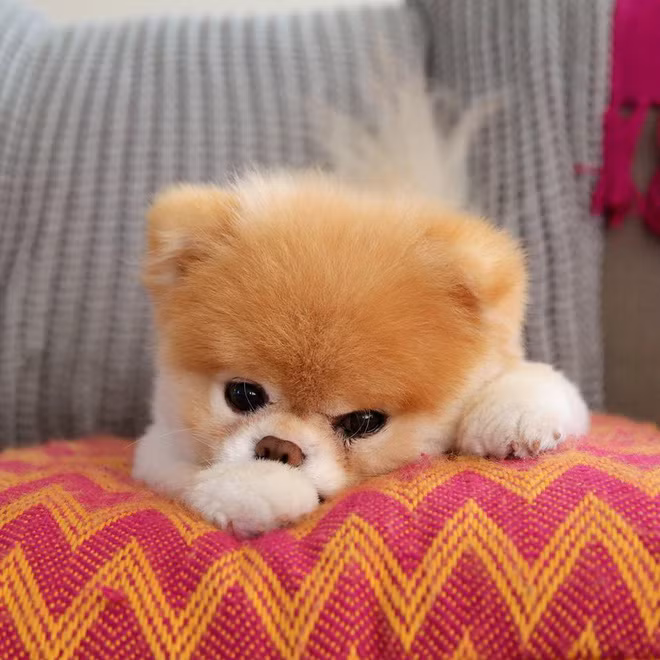 Boo - "Chú chó đáng yêu nhất thế giới" với hơn 16 triệu người theo dõi đã qua đời - Ảnh 5. Boo - "Chú chó đáng yêu nhất thế giới" với hơn 16 triệu người theo dõi đã qua đời - Ảnh 5.