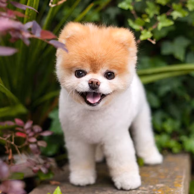 Boo - "Chú chó đáng yêu nhất thế giới" với hơn 16 triệu người theo dõi đã qua đời - Ảnh 5. Boo - "Chú chó đáng yêu nhất thế giới" với hơn 16 triệu người theo dõi đã qua đời - Ảnh 5.