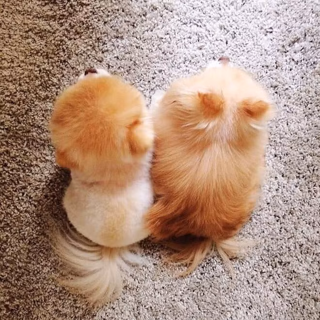 Boo - "Chú chó đáng yêu nhất thế giới" với hơn 16 triệu người theo dõi đã qua đời - Ảnh 5. Boo - "Chú chó đáng yêu nhất thế giới" với hơn 16 triệu người theo dõi đã qua đời - Ảnh 5.