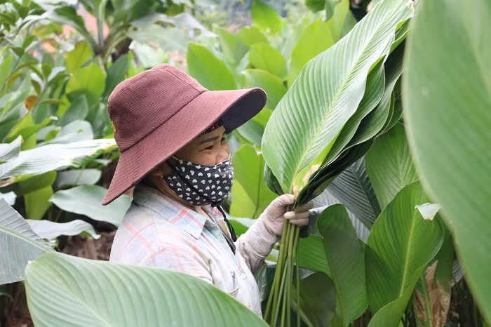 Lá dong “phần hồn” của những chiếc bánh chưng ngày Tết.