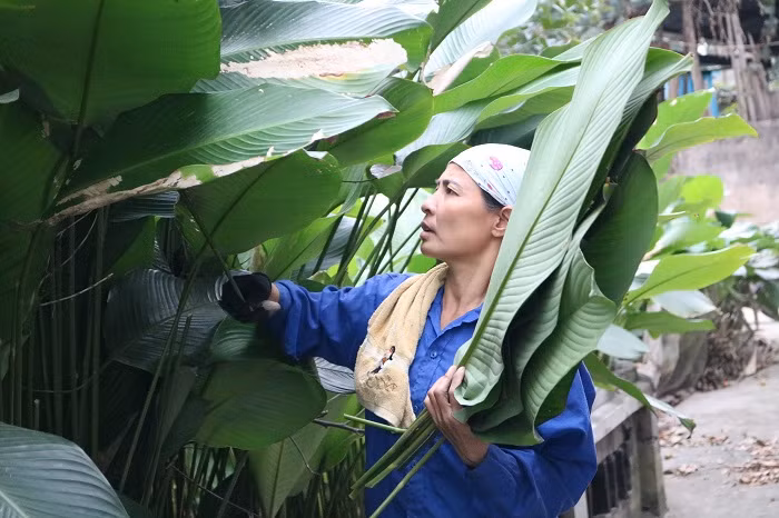 Lá dong mọc san sát hai bên đường làng.