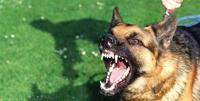 Bé trai 3 tuổi bị chó hàng xóm cắn thủng khí quản 