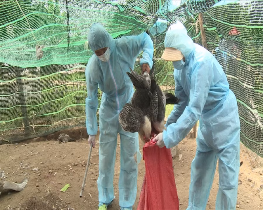 Bệnh cúm A/H5N6 trên gia cầm vẫn tiềm ẩn nguy cơ bùng phát thành dịch bệnh quy mô lớn