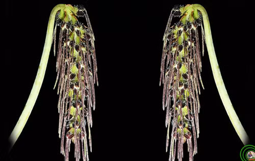 Lan lọng chùm dài Bulbophyllum lemniscatoides.Loài này thoạt nhìn như chiếc khăn trùm đầu nhiều tua màu của thiếu nữa Arab.Cụm hoa của loài nhỏ xếp sát nhau, màu tím đen, có lông và nở xòe ra ba góc. Lan lọng chùm dài Bulbophyllum lemniscatoides Xứng đáng là một kiệt tác của tạo hóa lan lọng chùm dài thoạt nhìn như chiếc khăn chùm đầu nhiều tua màu của các thiếu nữ Arab. Cụm hoa nhỏ xếp sát nhau, màu tím đen, có lông. thuôn, dài, nở xòe ra 3 góc. Cánh môi màu đỏ tía đen, uốn cong. Và có mùi thơm ngào ngạt đáng để cho chúng ta chiêm ngưỡng món quà tặng quí giá của thiên nhiên Việt Nam .