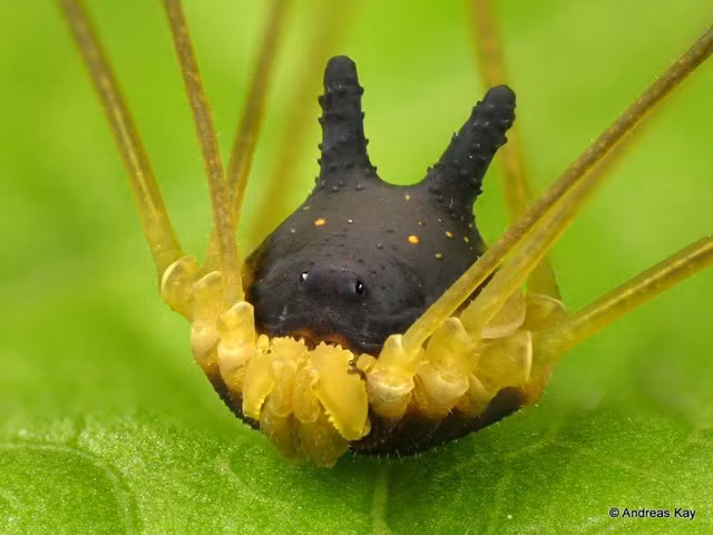 sinh vat dau cho, minh nhen nhu buoc ra tu phim gia tuong hinh anh 1