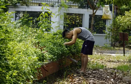 Công viên rậm rạp trước nhà anh Bảo đơn giản chỉ là nơi trồng rau và cỏ dại mọc Ảnh: Trọng Nghĩa.