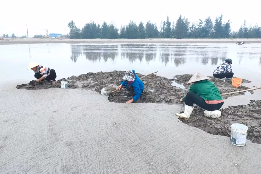 Tranh thủ buổi trưa thời tiết ấm, những người phụ nữ ra bãi biển bắt ngao.