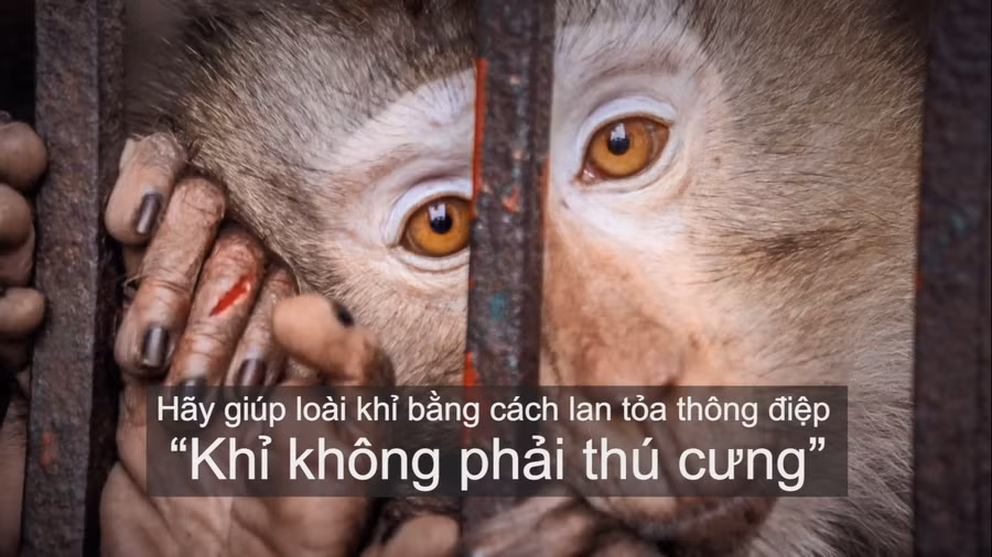 ENV ra mắt phim ngắn “Khỉ không phải thú cưng”