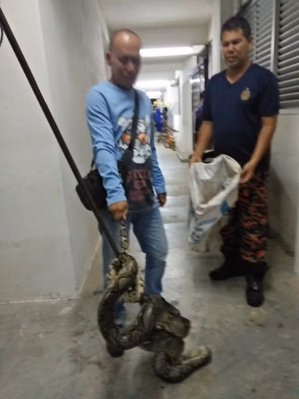 Đang ngủ, cô gái lạnh người phát hiện thứ khổng lồ cuốn quanh cổ ảnh 1 Đang ngủ, cô gái đứng tim khi phát hiện bị trăn khổng lồ dài 3 m cuốn quanh cổ