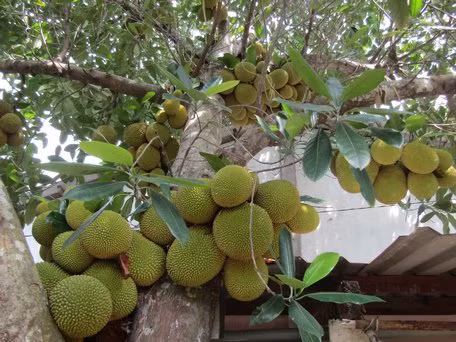 ngay cang co nhieu nguoi den xem cay mit "doc, la" o ben tre hinh anh 1